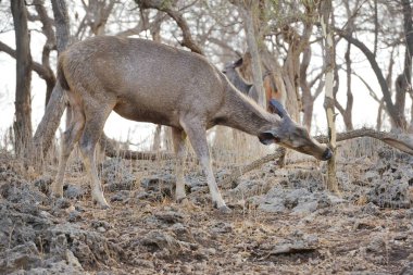 Nilgai, Sasan Kız Ulusal Parkı, Gujarat, Hindistan, Asya