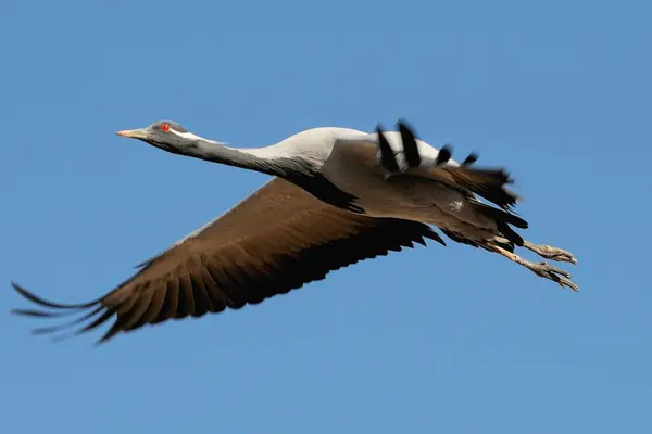 stock image bird, demoiselle crane grus virgo flying in sky, Khichan, Phalodi, Jodhpur, Rajasthan, India 