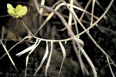 Dry twigs and roots with bunch of young leaves mangroves, Lakshadweep, India  clipart