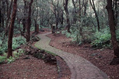 Ormanda Eğri Yol, Matheran, İlçe Alibag, Maharashtra, Hindistan 