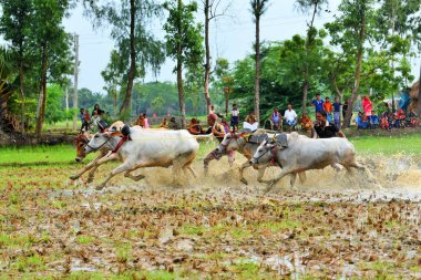 Moichara sığır yarışı festivali Herobhanga köyü, Canning tren istasyonu, Batı Bengal, Hindistan, Asya