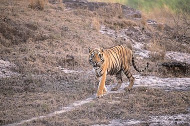 Kaplan erkek B1 (Panthera tigris), Bandhavgarh Ulusal Parkı, Madhya Pradesh, Hindistan 