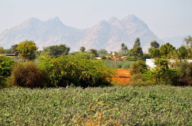 Hindistan Asya 'dan Rajasthan manzarası 