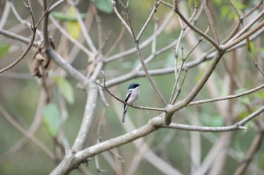 Bar winged Flycatcher shrike, Kedarnath Wildlife Sanctuary, Uttarakhand, India, Asia  clipart