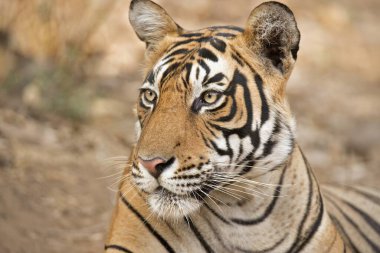 Bengal Kaplanı Ranthambhore Milli Parkı, Rajasthan, Hindistan, Asya