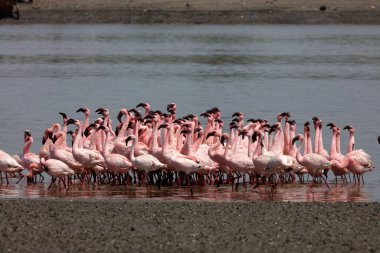 Küçük flamingo, tapi nehri, Surat, Gujarat, Hindistan, Asya