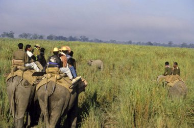 Fil sırtında turistler safari sırasında (Elephas maximus), Kaziranga Ulusal Parkı, assam, Hindistan 