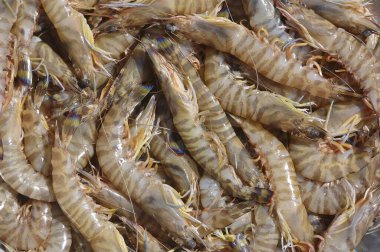 Çiğ Kara Kaplan Karideslerinin arka planı (Karides Penaeus monodon)