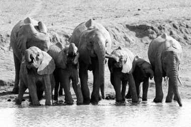 Fil sürüsü, Tsavo Ulusal Parkı, Kenya, Afrika 