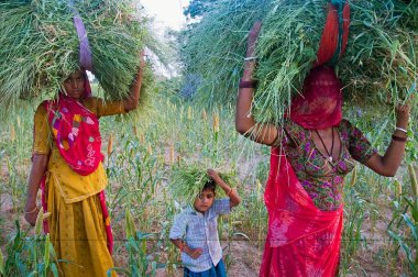 Bishnoi kadınları ve çocukları başlarının üzerinde yem taşıyarak evlerine, Jodhpur yakınlarındaki Jajiwal köyüne döndüler, Rajasthan, Hindistan 