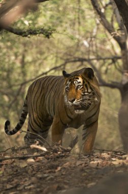 Bengal Kaplanı Ranthambhore Milli Parkı, Rajasthan, Hindistan, Asya
