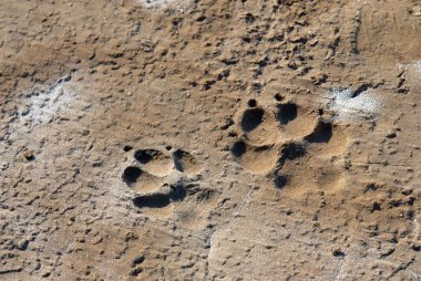 Yetişkin bir sırtlanın ve bir yavrunun pug izleri; Kutch 'un büyük rann' ı; Gujarat; Hindistan