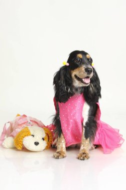 Siyah cocker spaniel kadın, ozan avcısı, gurur sahibi, Hindistan