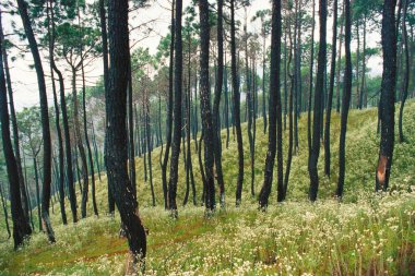 Bageshwar, uttar pradesh, Hindistan yakınlarındaki çam ormanı ve kır çiçekleri.