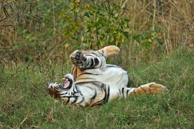 Tiger panthera tigris tigris rolling in grass , Ranthambore national park , Rajasthan , India clipart