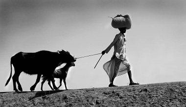 Kırsal adam inek ve keçi ile gidiyor, Jodhpur, Rajasthan; Hindistan; 