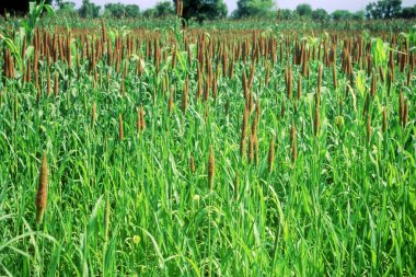 Yaz günü Bajra tarlasında yeşil bitkiler.