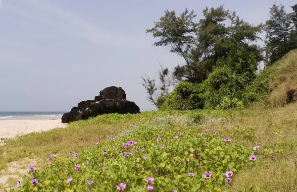 stock image flowers convolvulaceae local name maryada wel in sandy seashore at Ganpatipule, district Ratnagiri, state Maharashtra, India 