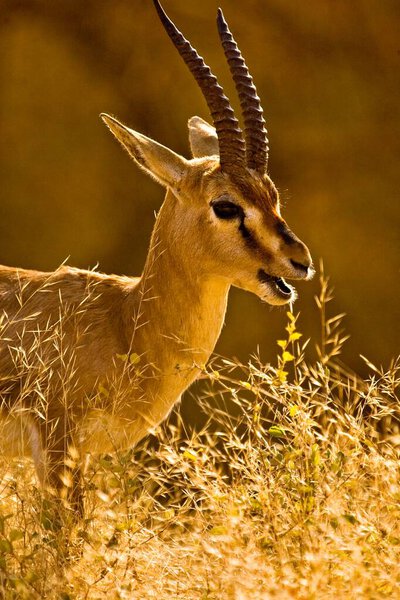Мужчина Chinkara Gazella Bennettii или Jabeer Gazelle, Национальный парк Ranthambore, Раджастан, Индия 