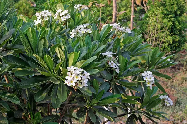 stock image Kanak, Champa in summer garden at daytime