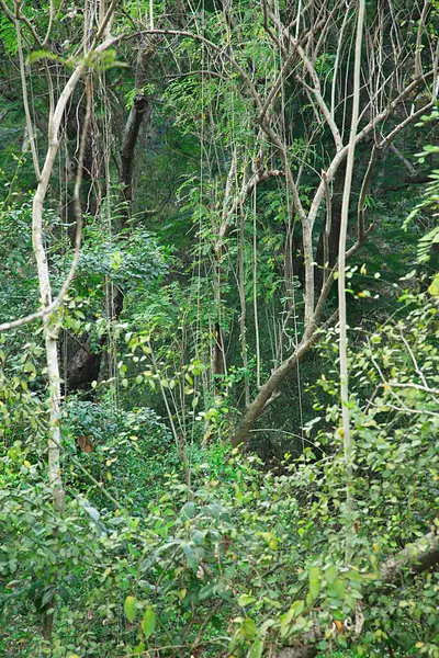 Sanjay Gandhi Ulusal Parkı, Borivali, Bombay Mumbai, Maharashtra, Hindistan 'da yeşillik sahnesi 