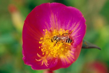 Insects, Bee on flower, Saputara, Gujarat, India  clipart