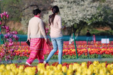 tourists in Indira Gandhi Memorial Tulip Garden, Kashmir, India, Asia  clipart