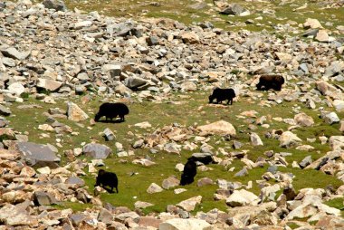 Nubra Vadisi; Ladakh; Jammu & Kashmir; Hindistan