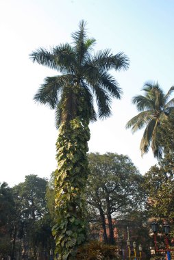 Palm tree, Harish Park, Harish Mukerji road, Calcutta, West Bengal, India  clipart