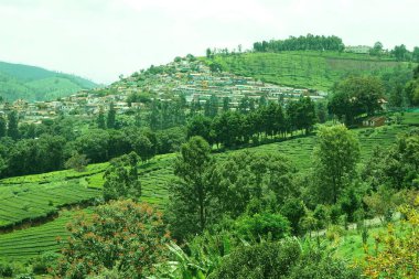 Çay çiftliği, Coonoor, Nilgiris, Tamil Nadu, Hindistan