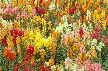 Bahçedeki renkli çiçekler, Hindistan