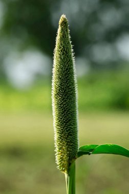 Pearl darı Padhegaon Shrirampur Ahmednagar Maharashtra Hindistan Asya