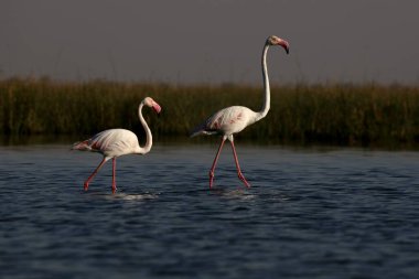 daha büyük flamingolar, nalsarovar, Gujarat, Hindistan, Asya 