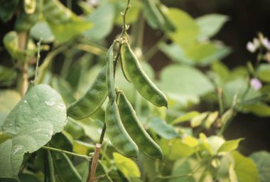 Sebzeler, Fransız fasulyeleri, yakın çekim, Hindistan