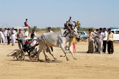 Shivratri Fuarı 'nda bir öküz arabası yarışı; Kutch; Gujarat; Hindistan;