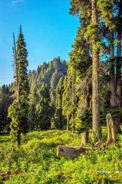 Meadows and pine trees, Doodhpathri, Budgam, Kashmir, India, Asia  clipart