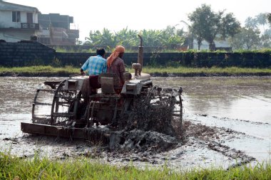 Paddy Field 'de çalışan çiftçi; Kerala; Hindistan