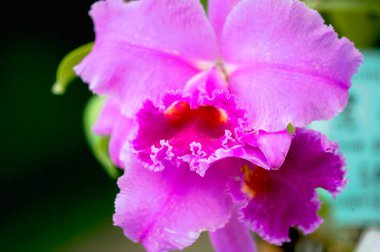 Orkide örneği Cattleya melezi La Tuilierie, Batı Bengal, Hindistan