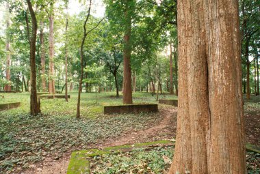 Connollys komplosu, Nilambur 'un en eski Tik ağacı fidanlığı 1846' da Tectona Grandis, Kerala, Hindistan 'da ekildi. 