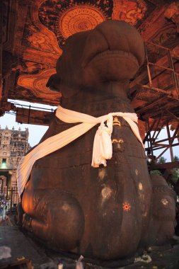 Nandi stone Bull at Brihadeshwara Temple also called Big Temple dedicated to Lord Shiva built in 11th Century by Chola Empire located at head of Kaveri river delta, Thanjavur, Tamil Nadu, India UNESCO World Heritage Site  clipart