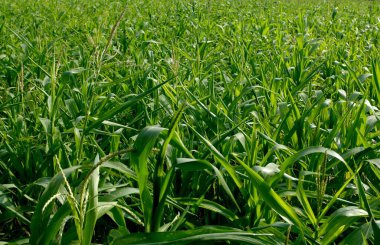 Pune, Maharashtra, Hindistan yakınlarındaki Ralegan Siddhi 'de mısır hasadı. 