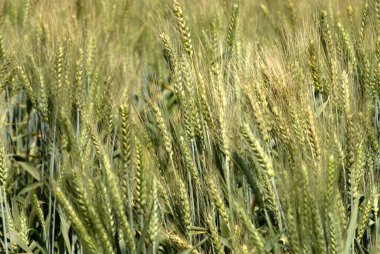 Tarlada yetiştirilen yeşil buğday gevrekleri