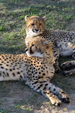 Güney Afrika 'da doğal ortamdaki çitalar