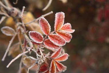 Hoarfrost don, kışın ilk zamanlarında renkli kırmızı yaprakların üzerindeki kristal buz gül bitkisi, İsveç 