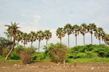 Palmira palmiye ağaçları, Bhagal plajı, Valsad, Gujarat, Hindistan, Asya