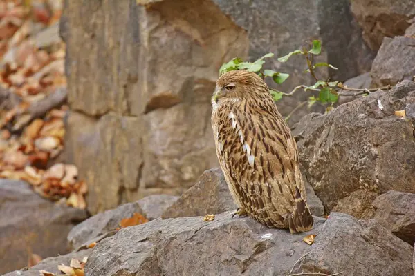 stock image Brown Fish Owl perched on rocks, Ranthambhore national park, rajasthan, India, Asia 