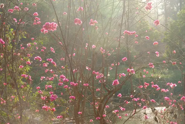 stock image Bogan villia at Sanjay Gandhi National park, Borivali, Bombay Mumbai, Maharashtra, India 