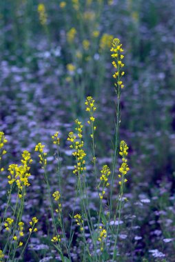 Bir tarlada hardal çiçekleri, Dehradun, Uttaranchal, Hindistan 