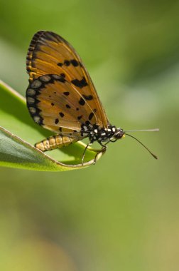 Bahçedeki Tawny Coster Kelebeği, Mumbai, Maharashtra, Hindistan, Asya 