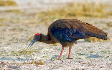 Red Naped Ibis searching insects Tal Chappar Wildlife Sanctuary Rajasthan India Asia clipart